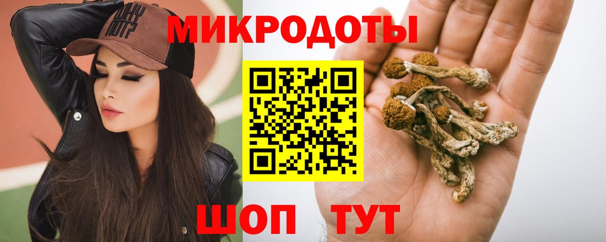 Галлюциногенные грибы Psilocybine cubensis Горно-Алтайск
